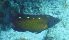 Bodianus diana