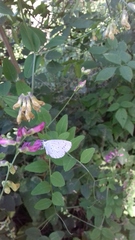 Vicia dumetorum