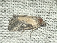 Aleptina inca