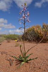 Cyanella marlothii