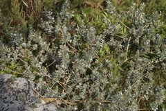 Podalyria sericea