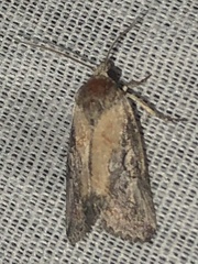 Aleptina inca