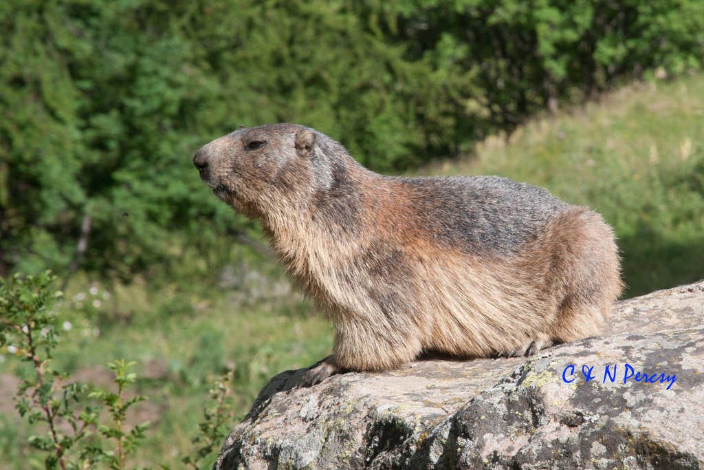 Alpine Marmot (flora And Fauna Of Late Pleistocene Southeast France, 44 