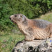 Marmota marmota - Photo (c) C. and N. Percsy,  זכויות יוצרים חלקיות (CC BY-NC-ND), הועלה על ידי C. and N. Percsy
