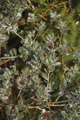 Podalyria sericea