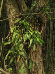 Epidendrum excisum