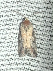 Aleptina inca