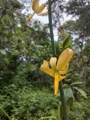 Echeandia longipedicellata