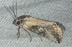 Aleptina inca
