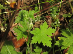 Geranium holosericeum