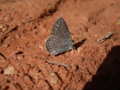 Celastrina echo sidara