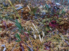 Clavaria sphagnicola