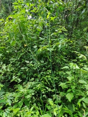 Echeandia longipedicellata