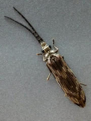 Tenomerga leucophaea