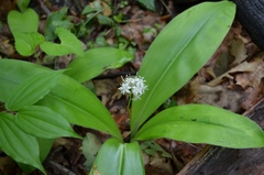 Clintonia umbellulata