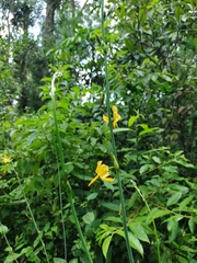 Echeandia longipedicellata
