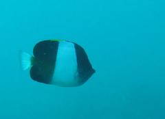 Hemitaurichthys zoster