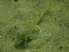 Prionotus carolinus