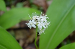 Clintonia umbellulata