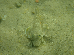 Prionotus carolinus