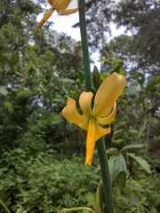Echeandia longipedicellata