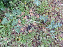 Lomatium repostum