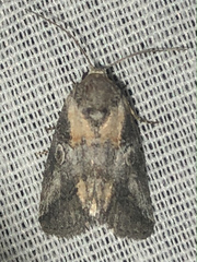 Aleptina inca