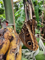 Caligo uranus