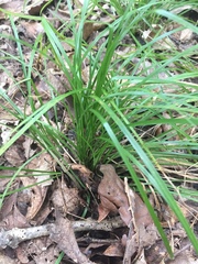 Carex jamesii