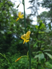 Echeandia longipedicellata