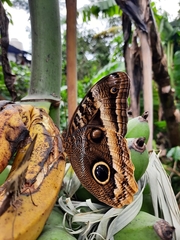 Caligo uranus