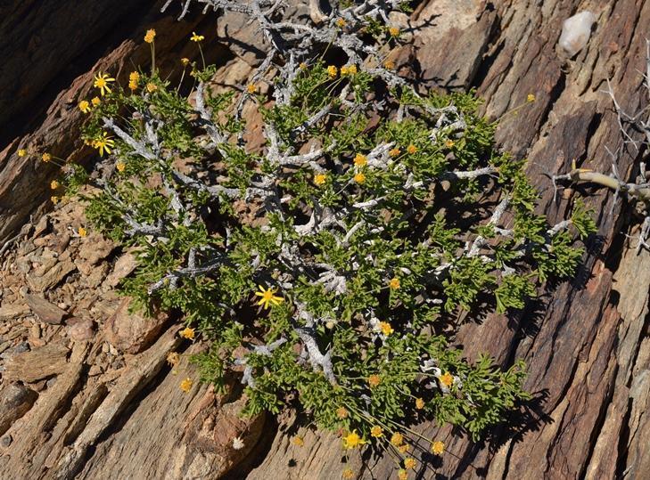 Euryops namibensis