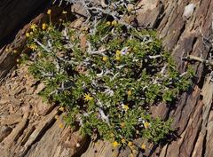 Euryops namibensis