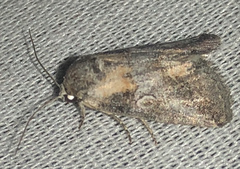 Aleptina inca