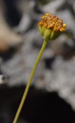 Euryops namibensis