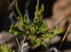 Euryops namibensis