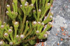 Leucadendron sorocephalodes