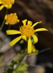 Euryops namibensis