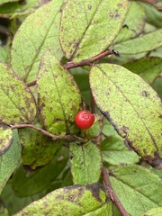 Vaccinium erythrocarpum