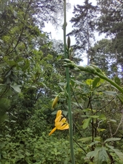 Echeandia longipedicellata