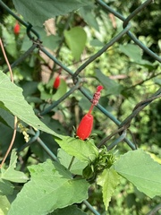 Malvaviscus arboreus