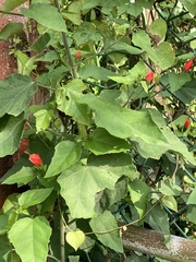 Malvaviscus arboreus