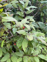 Vaccinium erythrocarpum