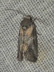 Aleptina inca