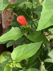 Malvaviscus arboreus