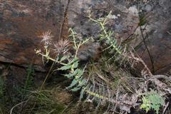 Berkheya cruciata cruciata