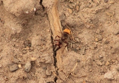Dasymutilla dilucida
