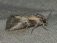 Aleptina inca