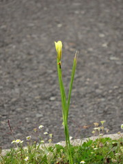 Moraea collina