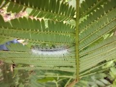 Cyanopepla